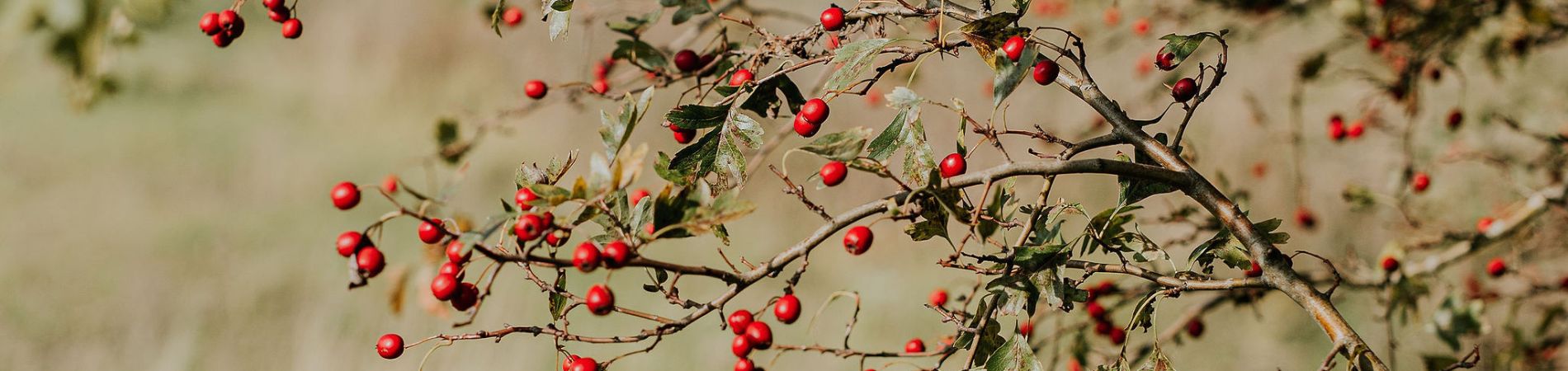 Ontdekken of Loopbaancoach Breda je verder kan helpen in het maken van krachtige keuzes?