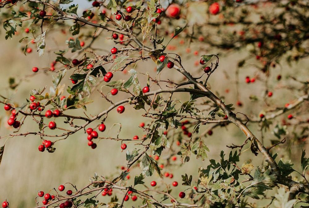 De magische en helende taak