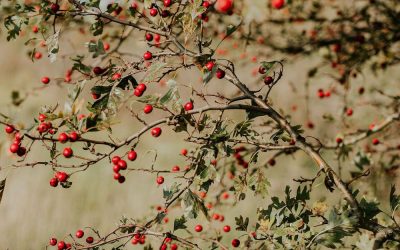 De magische en de helende taak